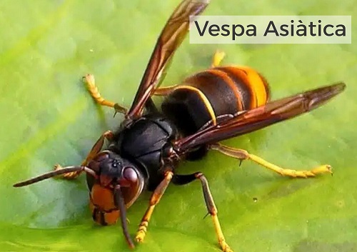 2025 05 31 vespavelutinafoto